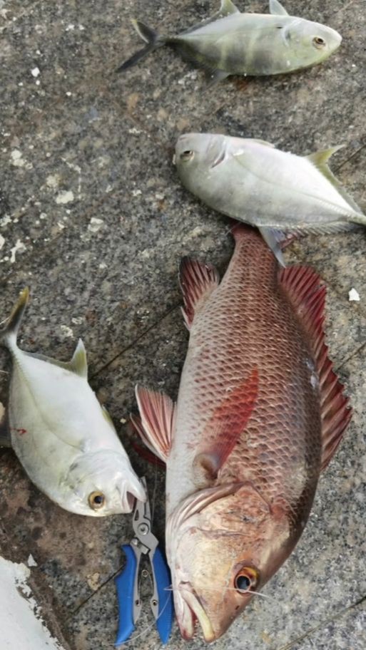 紅友魚圖片，紫紅笛鯛的營養價值與美味烹飪指南愛在星辰大海