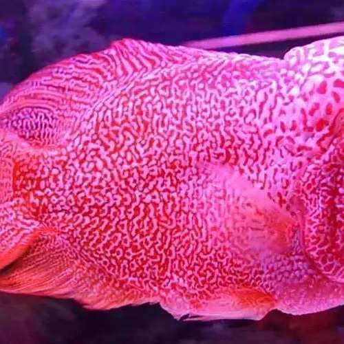 羅漢魚2024年最新消息，2024年關于羅漢魚的最新動態主要集中在生態保護與行業活動方面