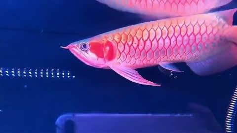 紅龍魚有名的漁場，揭秘紅龍魚十大漁場排名,讓你一探究竟!