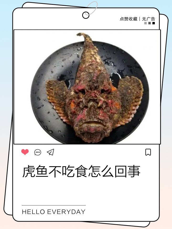 買回來的泰北虎不吃東西，《買回來的泰北虎不吃東西》