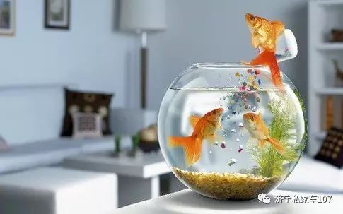 養魚聚財還是破財，《養魚聚財還是破財》