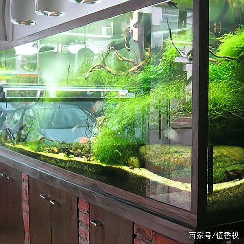 養(yǎng)魚聚財(cái)還是破財(cái)，《養(yǎng)魚聚財(cái)還是破財(cái)》