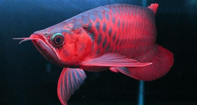 紅龍魚眼和眼睛的區(qū)別圖，紅龍魚的“眼”與“眼睛”在概念和表現(xiàn)上有細微區(qū)別