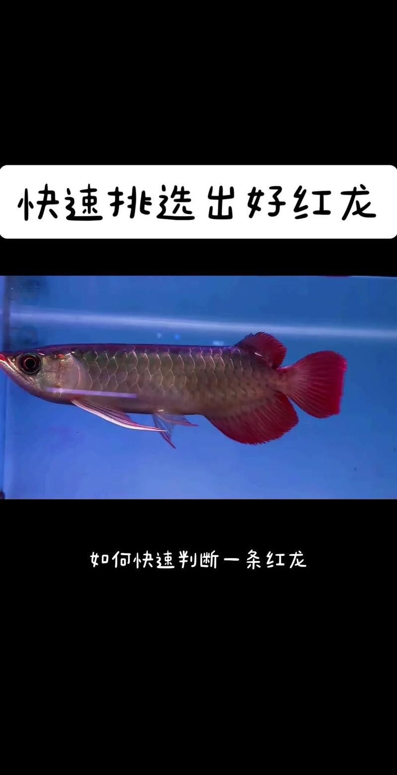 紅龍魚眼和眼睛的區(qū)別圖，紅龍魚的“眼”與“眼睛”在概念和表現(xiàn)上有細微區(qū)別