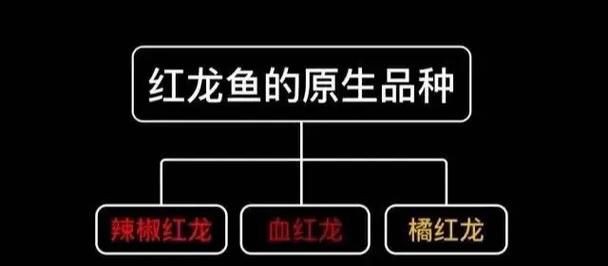 紅龍魚眼和眼睛的區(qū)別圖，紅龍魚的“眼”與“眼睛”在概念和表現(xiàn)上有細微區(qū)別