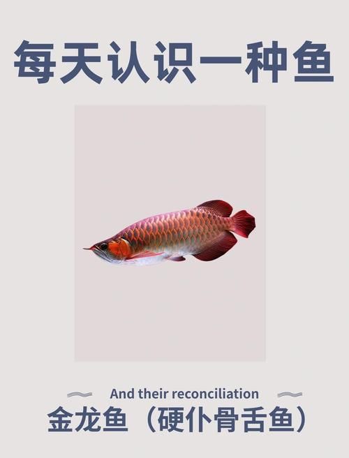 紅龍魚眼和眼睛的區(qū)別圖，紅龍魚的“眼”與“眼睛”在概念和表現(xiàn)上有細微區(qū)別