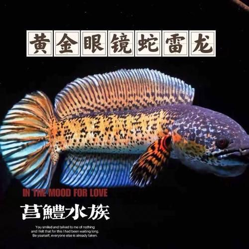 紅龍魚眼和眼睛的區(qū)別圖，紅龍魚的“眼”與“眼睛”在概念和表現(xiàn)上有細微區(qū)別