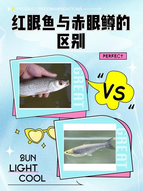 紅龍魚眼和眼睛的區(qū)別圖，紅龍魚的“眼”與“眼睛”在概念和表現(xiàn)上有細微區(qū)別