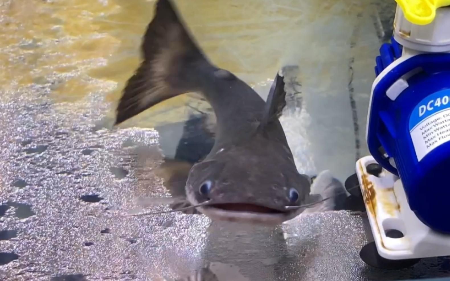 綠魔鯨，【新魚開(kāi)箱】第8期：綠魔鯨