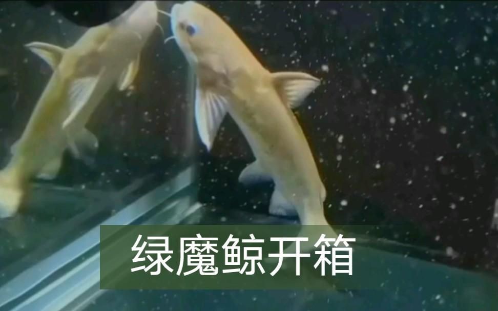 綠魔鯨，【新魚開(kāi)箱】第8期：綠魔鯨