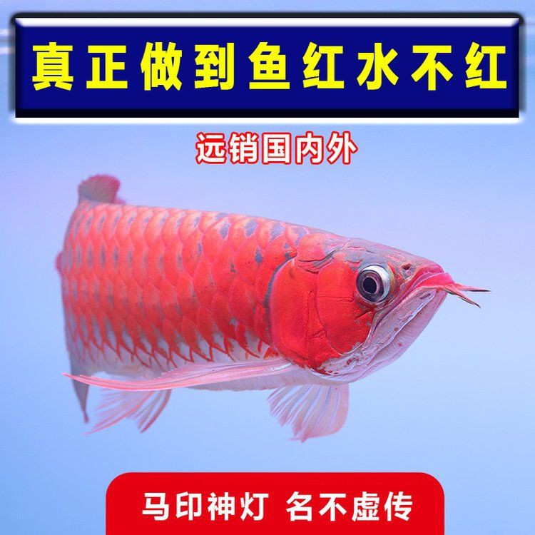 紅龍魚燈最建議買的三個型號，嗶哩嗶哩，盤點3種常見的魚缸燈，看似簡單的燈