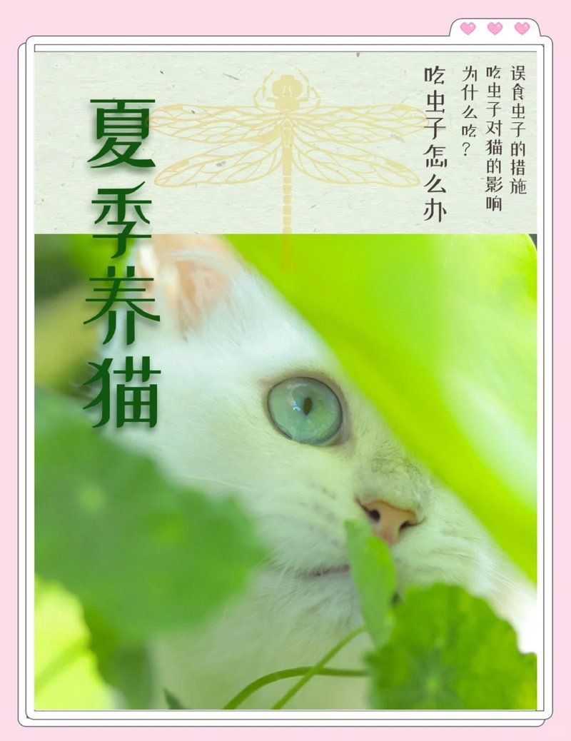 貓咪把抓到的蟲子吃了，《貓咪把抓到的蟲子吃了》