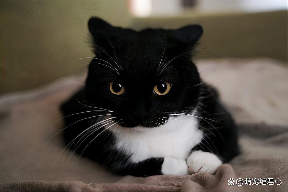 貓咪把抓到的蟲子吃了，《貓咪把抓到的蟲子吃了》