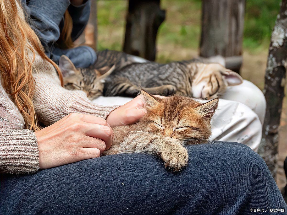 貓咪把抓到的蟲子吃了，《貓咪把抓到的蟲子吃了》