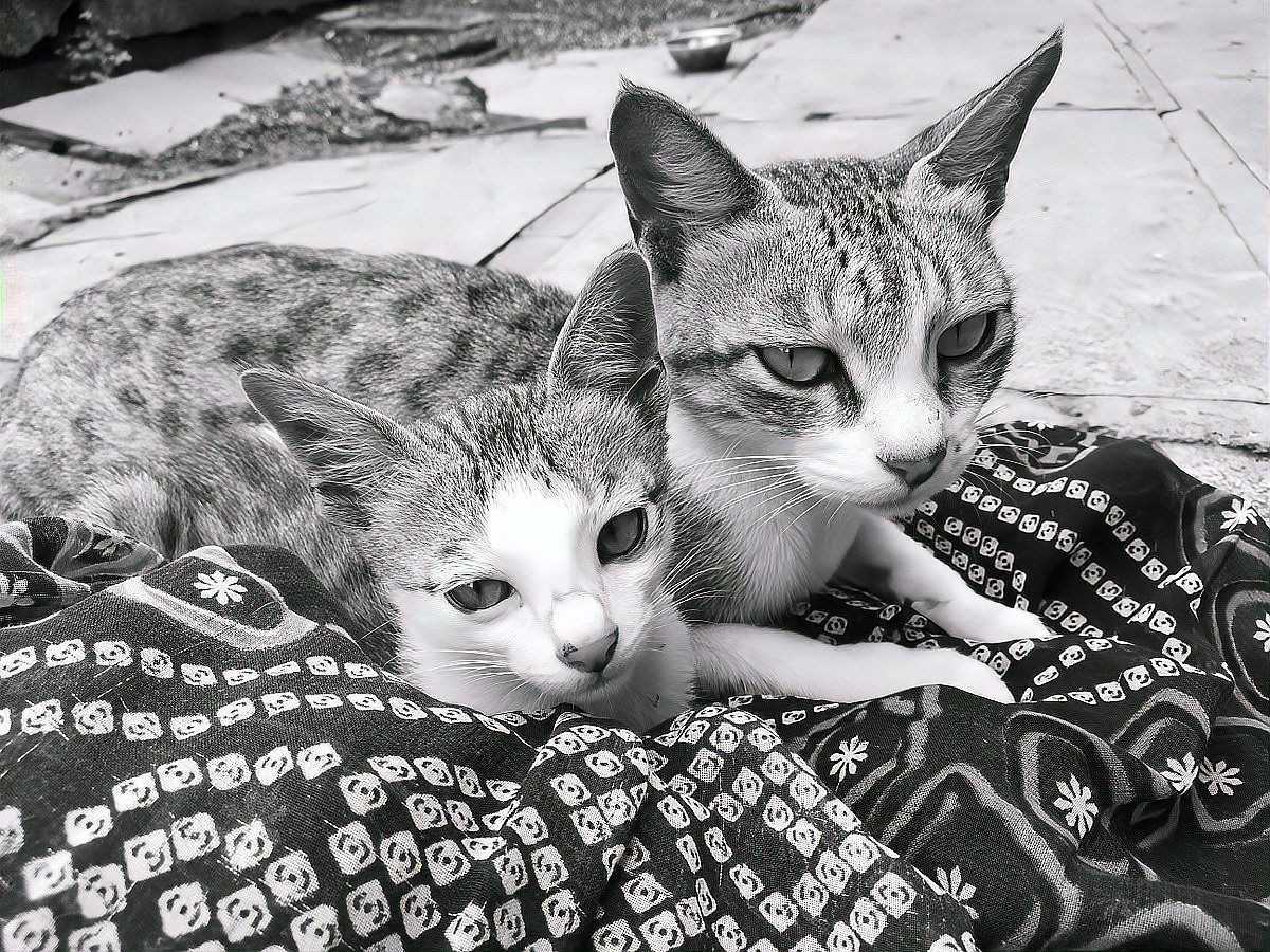 貓咪把抓到的蟲子吃了，《貓咪把抓到的蟲子吃了》