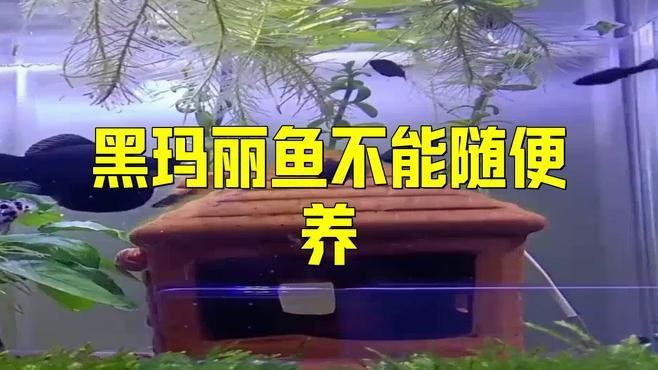 瑪麗魚ph值多少合適，瑪麗魚為什么不建議養(yǎng)圖書館里的毛毛蟲