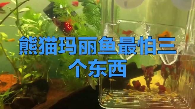瑪麗魚ph值多少合適，瑪麗魚為什么不建議養(yǎng)圖書館里的毛毛蟲