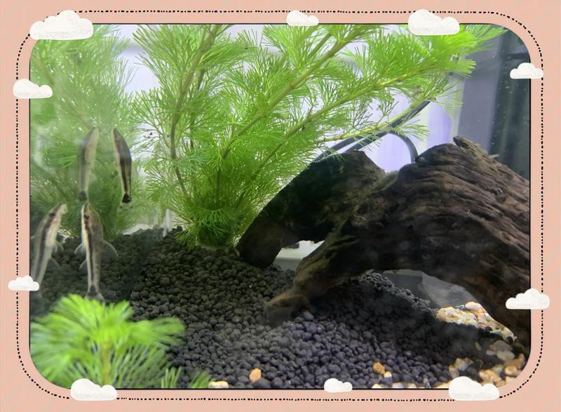 肅北水族店，肅北縣花地灣水族百貨店