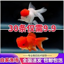 哪里可以買到純種紅龍魚？，如何挑選純種紅龍魚