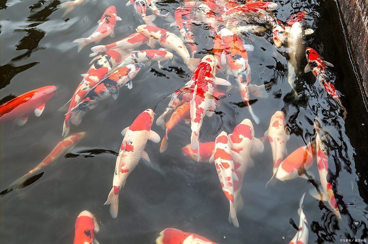 丹頂錦鯉魚價格一覽表，丹頂錦鯉魚多少錢一條