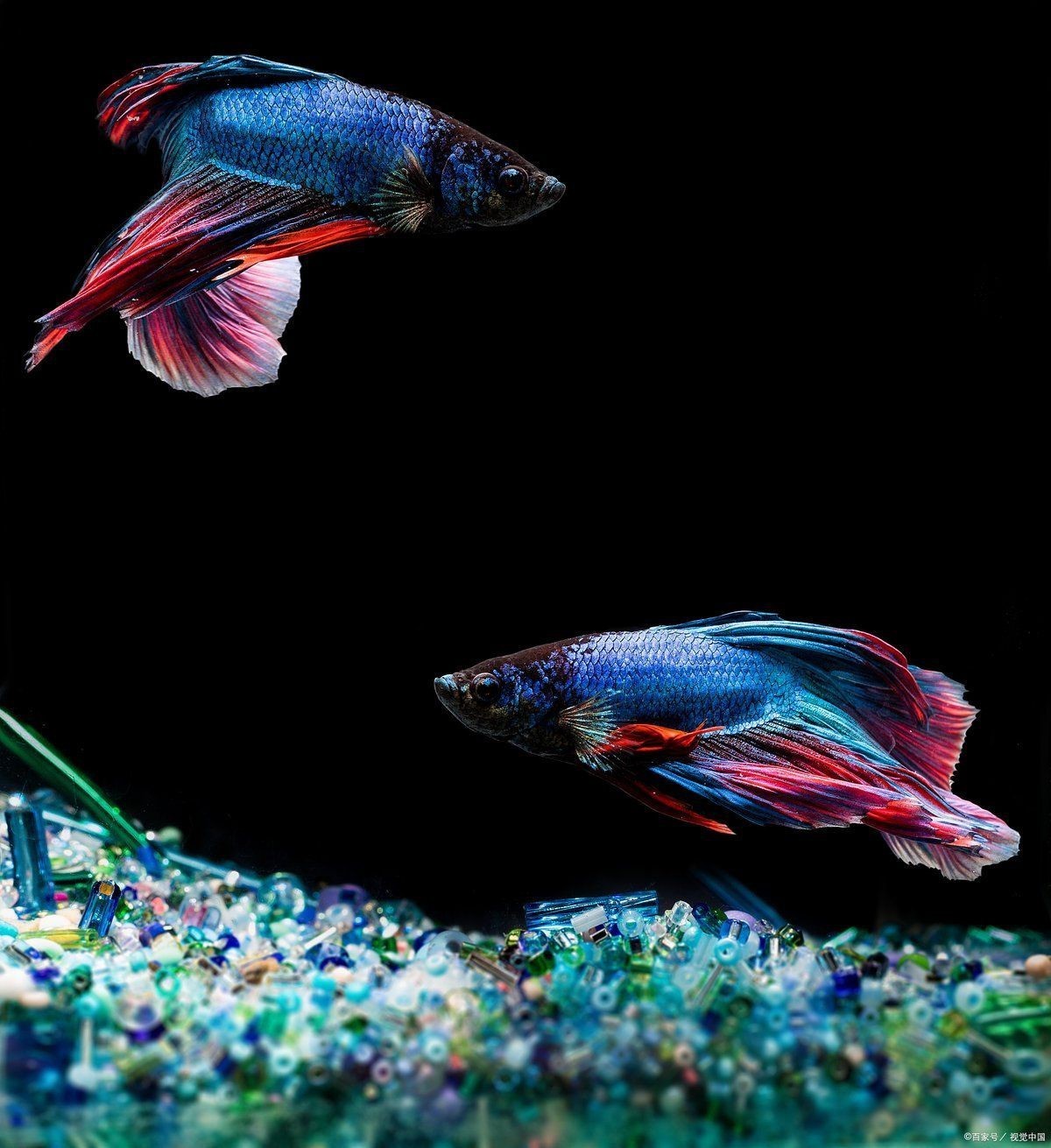 米奇魚會咬孔雀魚嗎,《米奇魚會咬孔雀魚嗎》 龍魚百科 第2張 米奇魚會咬孔雀魚嗎,《米奇魚會咬孔雀魚嗎》 米奇魚會咬孔雀魚嗎,《米奇魚會咬孔雀魚嗎》 龍魚百科 第2張