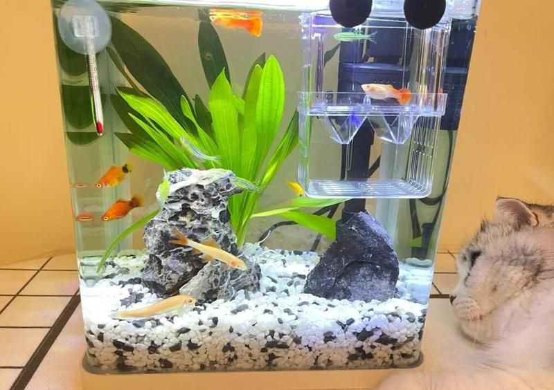 米奇魚會咬孔雀魚嗎,《米奇魚會咬孔雀魚嗎》 龍魚百科 第3張 米奇魚會咬孔雀魚嗎,《米奇魚會咬孔雀魚嗎》 米奇魚會咬孔雀魚嗎,《米奇魚會咬孔雀魚嗎》 龍魚百科 第3張