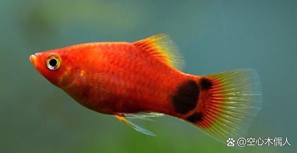 米奇魚會咬孔雀魚嗎,《米奇魚會咬孔雀魚嗎》 龍魚百科 第1張 米奇魚會咬孔雀魚嗎,《米奇魚會咬孔雀魚嗎》 米奇魚會咬孔雀魚嗎,《米奇魚會咬孔雀魚嗎》 龍魚百科 第1張