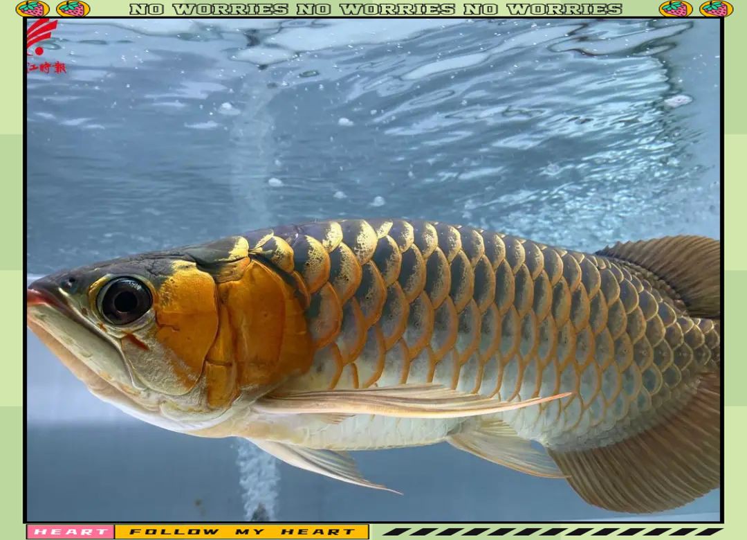 紅龍魚的市場(chǎng)趨勢(shì)如何？，揭秘紅龍魚市場(chǎng)