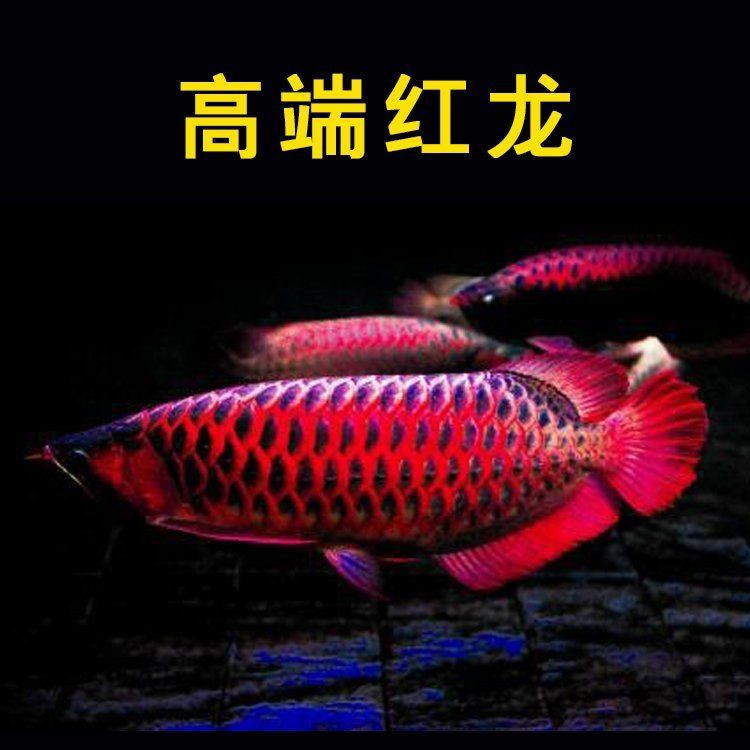 綠皮辣椒紅龍魚什么時候發色，綠皮辣椒紅龍魚發色過程詳解 綠皮辣椒紅龍魚什么時候發色，綠皮辣椒紅龍魚發色過程詳解 龍魚百科 第3張