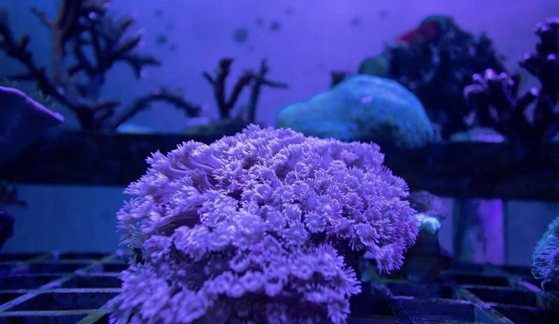 潿洲島水族店，我國首個以珊瑚礁為主題的科研與科普基地潿洲島水族店