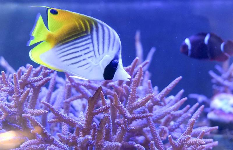 潿洲島水族店，我國首個以珊瑚礁為主題的科研與科普基地潿洲島水族店