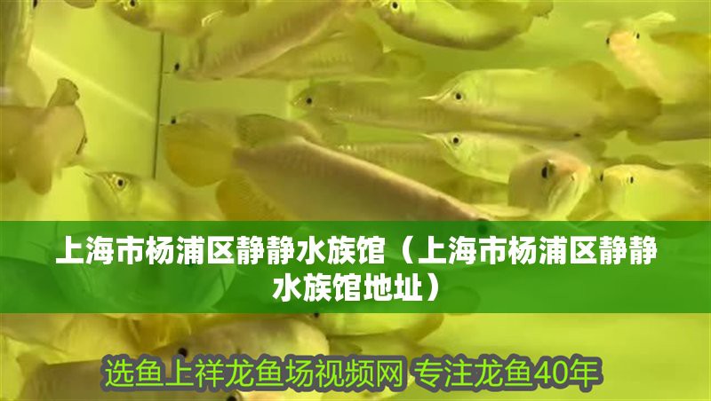 楊浦水族店，上海市楊浦區靜靜水族館