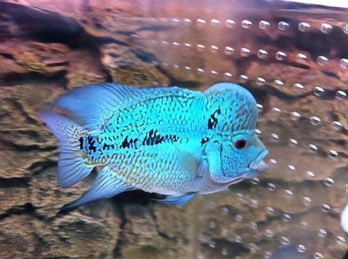 羅漢魚(yú)最怕三個(gè)東西，羅漢魚(yú)最怕三個(gè)東西寵庫(kù)，魚(yú)友們注意了