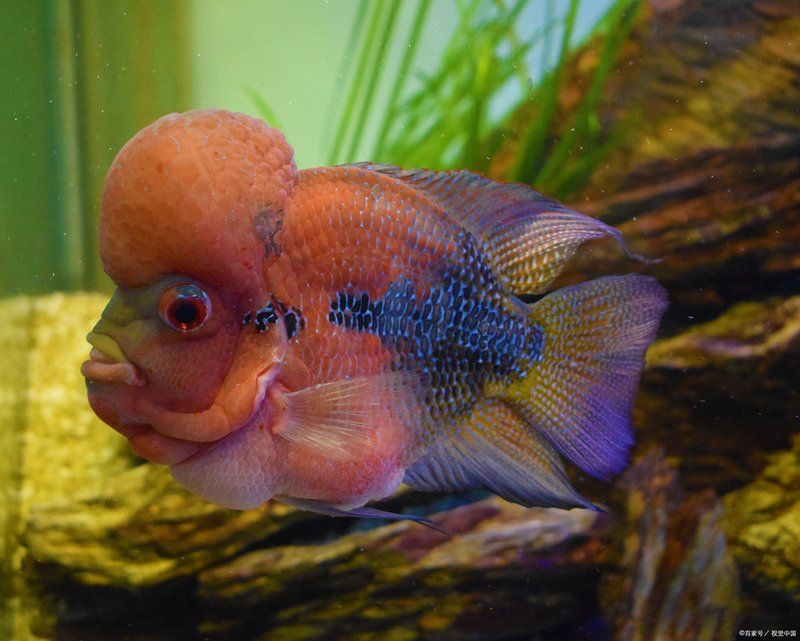 羅漢魚(yú)最怕三個(gè)東西，羅漢魚(yú)最怕三個(gè)東西寵庫(kù)，魚(yú)友們注意了