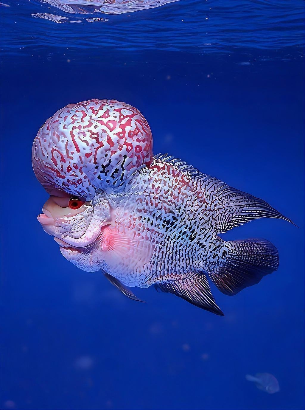 羅漢魚(yú)最怕三個(gè)東西，羅漢魚(yú)最怕三個(gè)東西寵庫(kù)，魚(yú)友們注意了