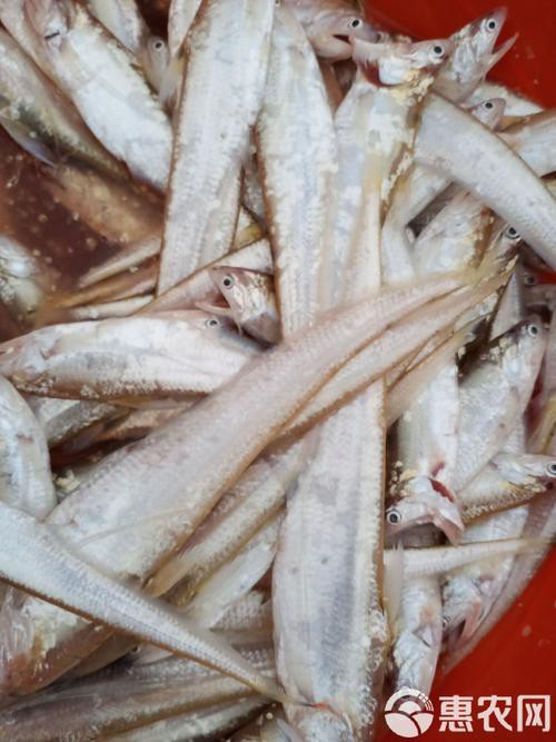 刀魚和毛刀魚圖片，刀魚與毛刀魚的區別
