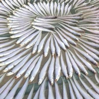 刀魚和毛刀魚圖片，刀魚與毛刀魚的區別