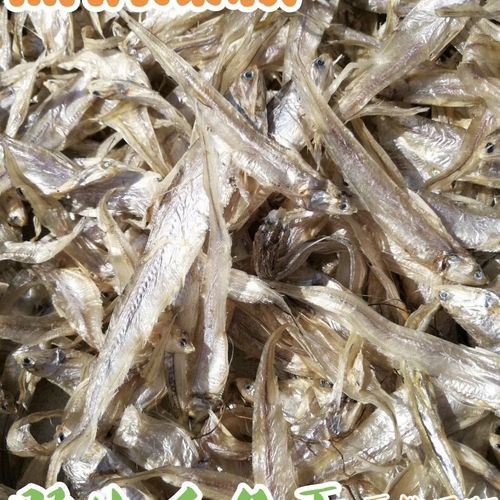 刀魚和毛刀魚圖片，刀魚與毛刀魚的區別