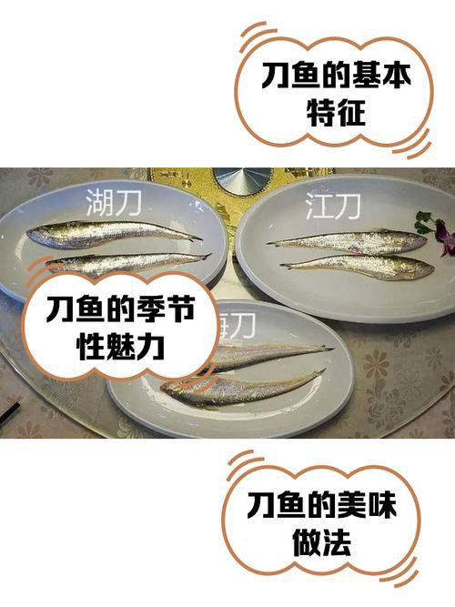 刀魚和毛刀魚圖片，刀魚與毛刀魚的區別