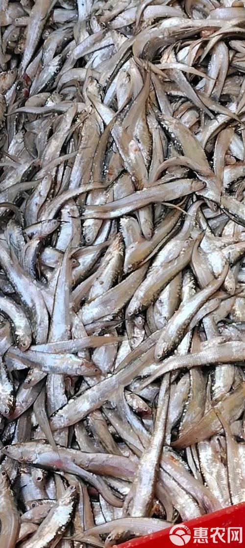 刀魚和毛刀魚圖片，刀魚與毛刀魚的區別