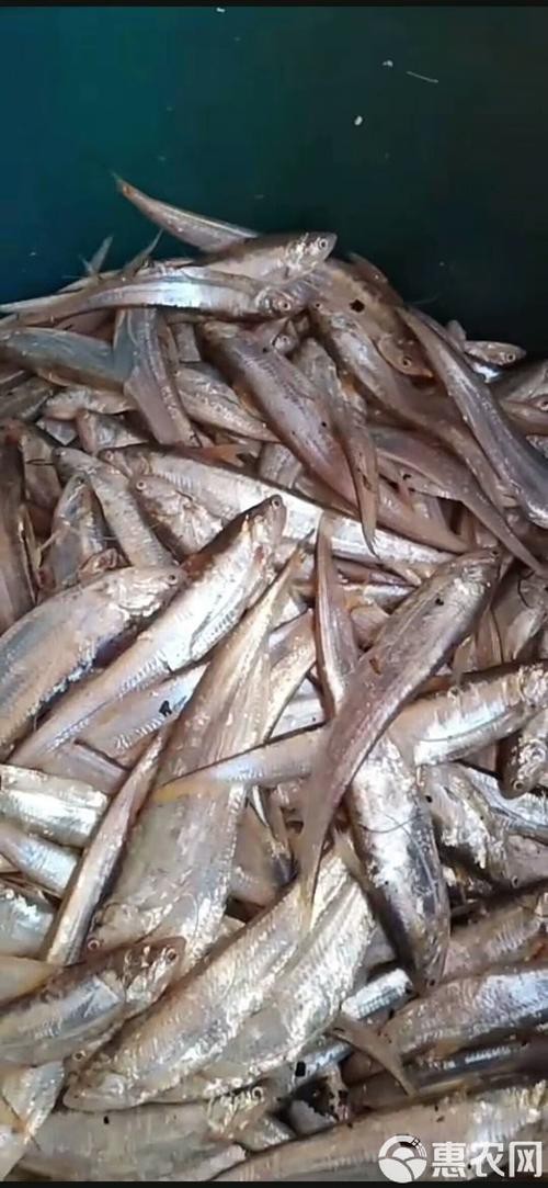 刀魚和毛刀魚圖片，刀魚與毛刀魚的區別
