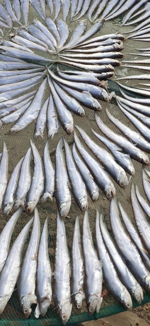 刀魚和毛刀魚圖片，刀魚與毛刀魚的區別