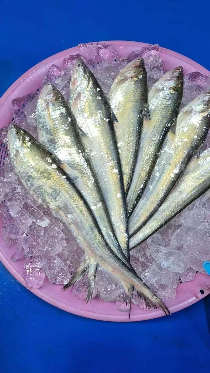 刀魚和毛刀魚圖片，刀魚與毛刀魚的區別