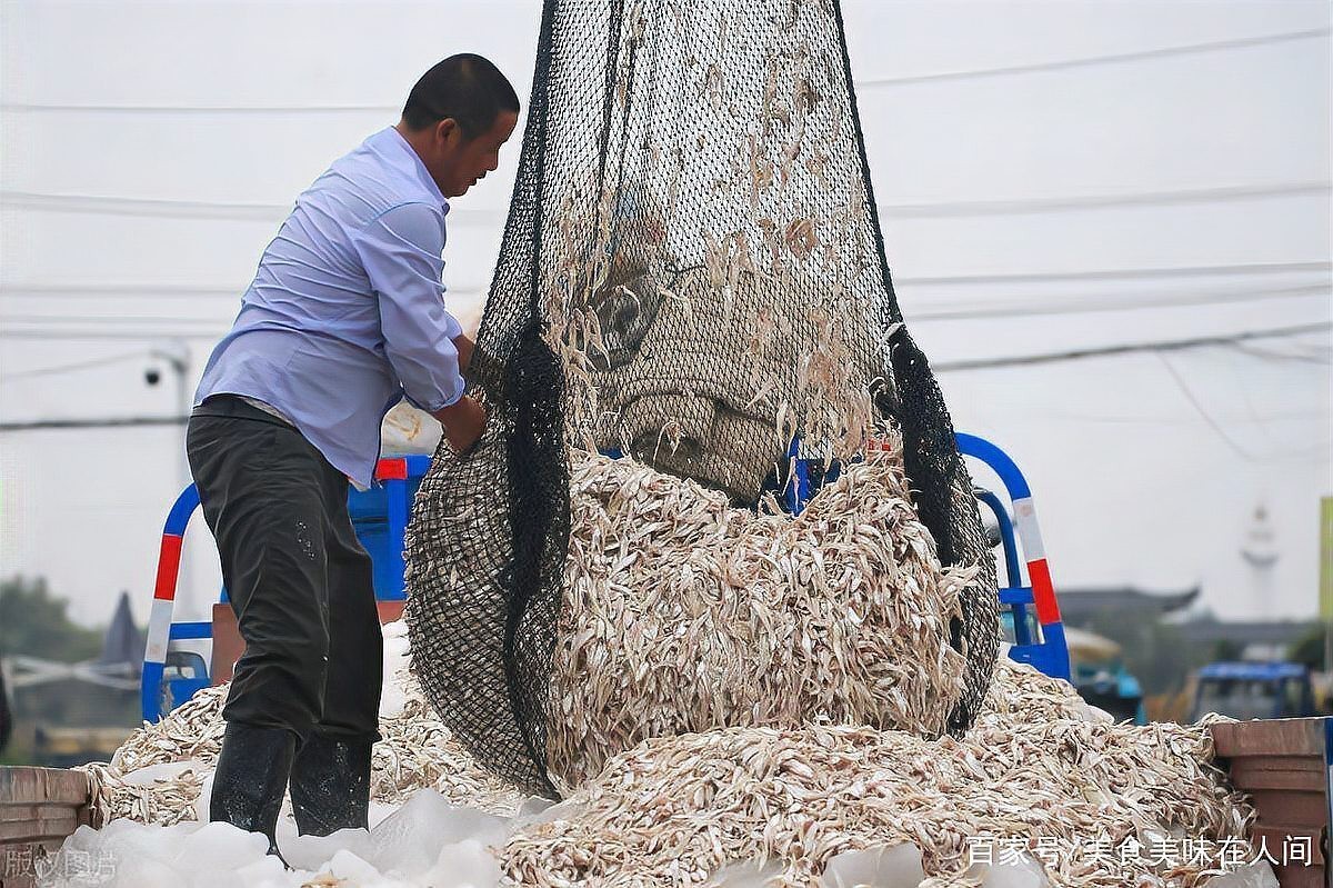 刀魚和毛刀魚圖片，刀魚與毛刀魚的區別