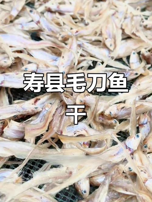 刀魚和毛刀魚圖片，刀魚與毛刀魚的區別