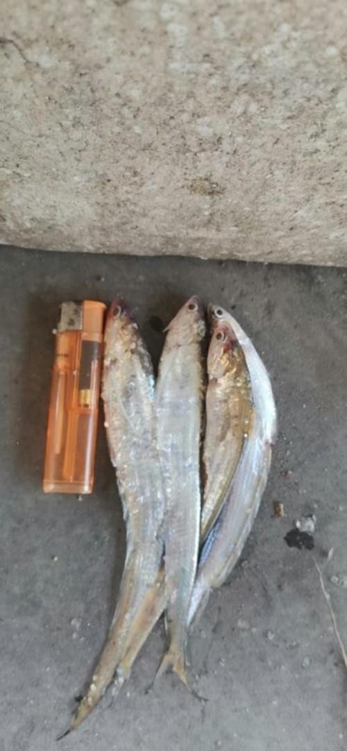 刀魚和毛刀魚圖片，刀魚與毛刀魚的區別