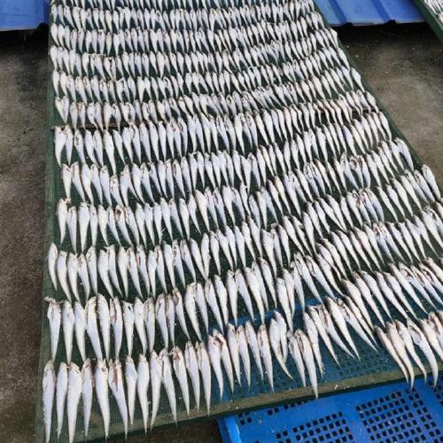 刀魚和毛刀魚圖片，刀魚與毛刀魚的區別