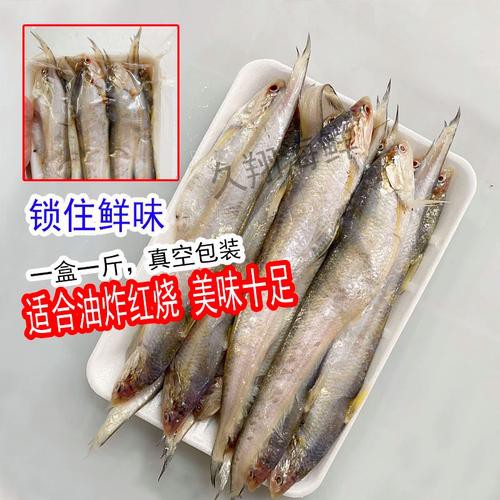 刀魚和毛刀魚圖片，刀魚與毛刀魚的區別