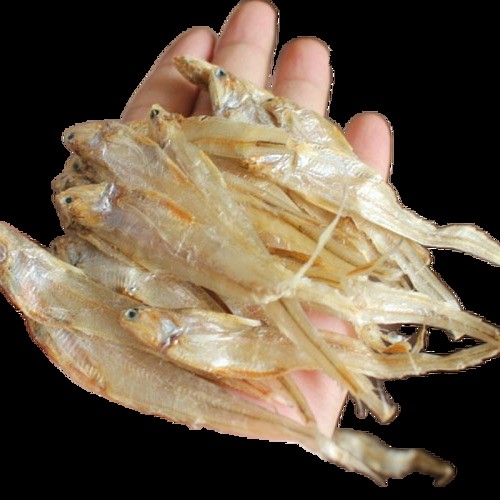 刀魚和毛刀魚圖片，刀魚與毛刀魚的區別