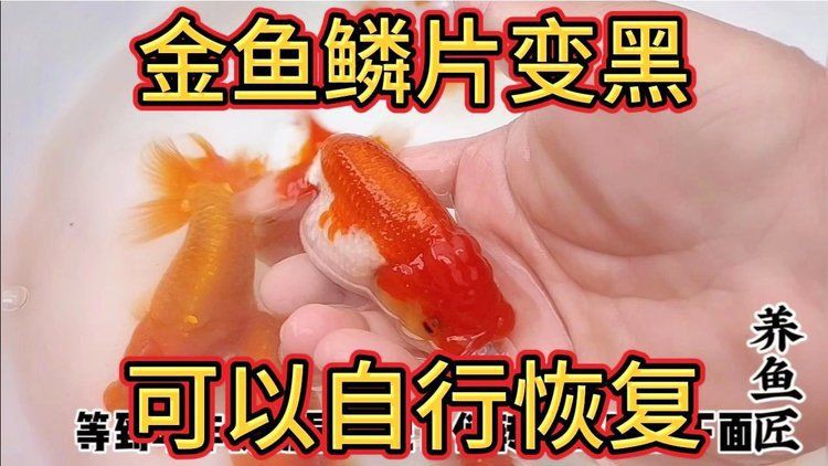 紅龍魚鱗片發黑會自愈嗎？，養魚小藝,龍魚不常見問題—鱗片發黑帝龍阿輝
